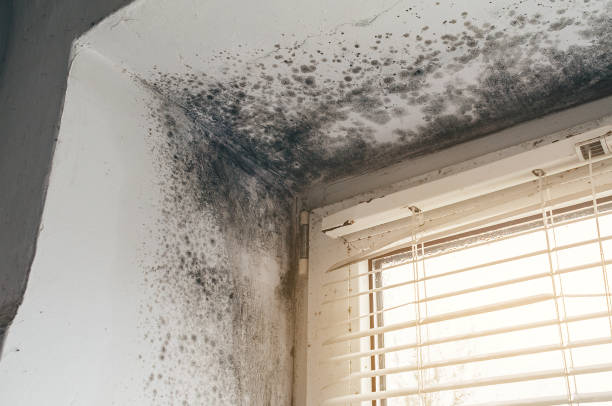 Affordable Mold Cleanup solutions in Bryans Road, MD